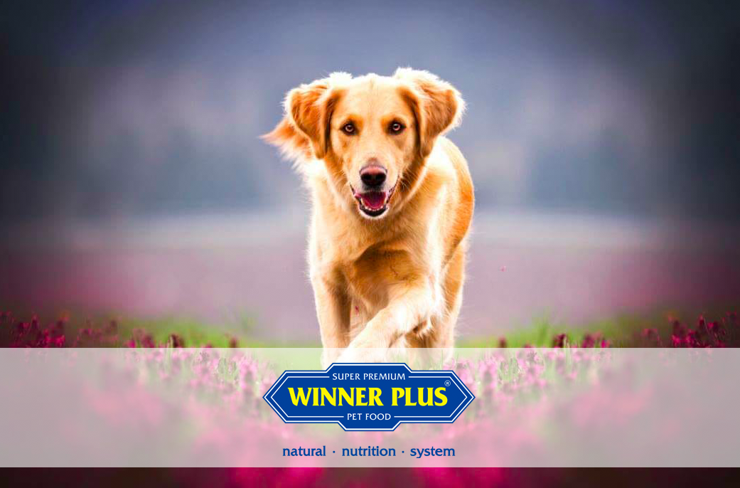 winnerplus